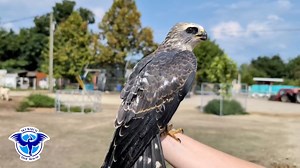 1.6K views · 85 reactions | This #FreedomFriday, we are flying kites!...