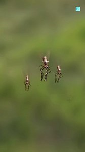 25K views · 370 reactions | How Mosquito Sucks Blood | The Brain Scoop | Facebook