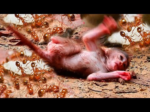 Millions red ants biting new baby Tilly till seizure
