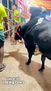 Heavy Hump Muscular Bull Showdown in Babu Agro . . . . . . . . . . . . . . . . . #Qurbani #KurbaniEid #DecoratedBull #brahman #longhorns #texasBrahman #paglagoru #borogoru #giantbull #gyrolando #sibbi #mandi #cholistanicow #cow #bulls #bigcow #buffalo #jafrabadiBuffalo #jafrabadi #piemonteseBull #Piemontese #redBrahmanBull #brahmanrojo #ThaiBrahman #Khillarbull #IndianBull #RomagnolaBull #BrangusBull #Braford #BrafordBull | Guy with The Big Cows