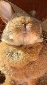 Love is a four-legged word, especially with rabbits! | Rabbit Lover