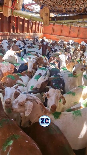 Barbare Aagaye Deonar Mai😍 #bakraeid #bakraeid2026 #bakraeidspecial #bakra #goats #trending #biggoat