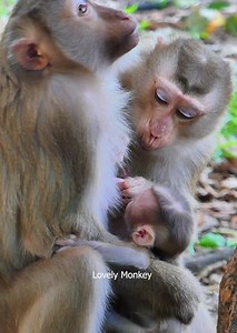 1.1K views · 28 reactions | What are you doing on monkey julie?...........Cute baby monkey jennifer she is enjoying more drink milk so sweet, lovely monkey. | Lovely Monkey | Facebook