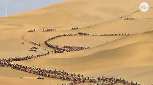 7.7K views | Have you ever seen a "camel jam?" | USA TODAY Video | Facebook