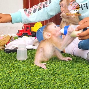 WOW! Baby Sakana is sucking a milk bottle so fast almost vomits. | Monkey Charlie