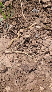 15 reactions | African blind soil snakes. Natural Pest Control...