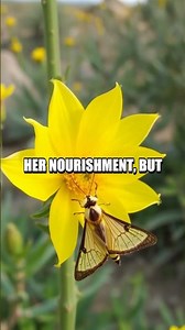 The Enigmatic Pollination of the Yucca Plant and Yucca Moth