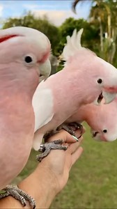 Watch these rose-breasted cockatoos flaunt their vibrant colors. #EcoFuture #EcoCivilization #Foryou #FunChina | China Plus South Africa