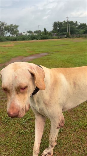 Bully Kutta Indian Mastiff Alangu #doglover #bullykutta #rottweilerlove #pets #funny #trending #viralsong🔥❤️🤙🤙😍😍😘😘 | Ragaw Ramesh