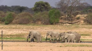 African bush elephant (Loxodonta africana) in river bed. Tanzania