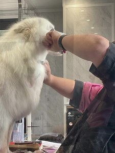 Remember how last week us poodle heads were all frogmarched to the groomers……. Well this week it was Kai’s turn 😉 And I got to ride shotgun to watch the ensuing snowstorm 😂 When Kai first arrived from China, he was a nightmare to groom and had to have medication off the vet to calm him down. Just look at him now …… Standing there like butter wouldn’t and then lying at Leanne’s feet refusing to leave when he was done 😇 Thank you Auntie Leanne for kindly returning half the dog that was brought 