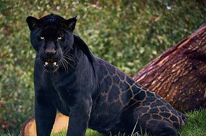 Những sự thật thú vị ít ai biết về báo đen huyền bí