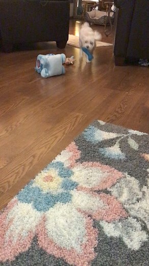 But can YOU fly in the air and squeak at the same time? I can! | Dountin