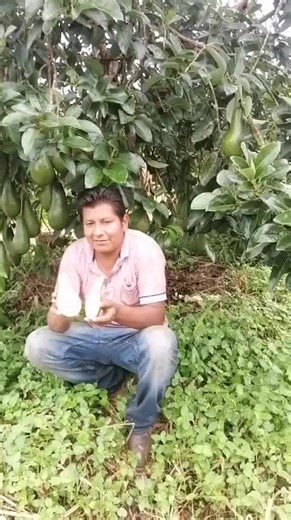 Videos de Ing. Neil Figueredo (@neil.figueredo) con “sonido original - Campo Fotoss”