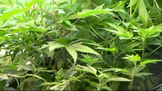 Grow it Yourself: Recreational Marijuana Proposal for PA