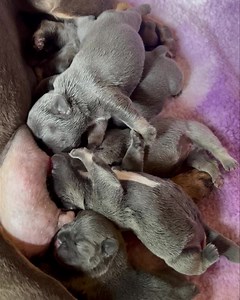 Fighting for position ❤️😎 | Pet Pro Frenchies French Bulldogs