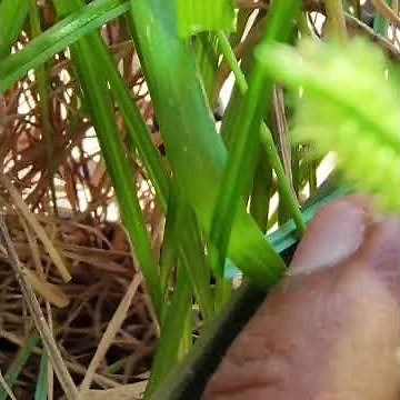 Aphid colony and Ant
