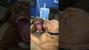 "Yikes See What ""Playing"" Looks Like With A Beastly Dog"