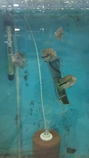 Paratheraps Zonatus | Hobihanem