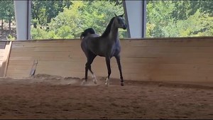 1M views · 22K reactions | للبيع مهرة ولا اروع شو كولتي فاخر من اب...