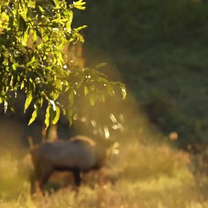 1K views · 79 reactions | Virginia Department of Wildlife Resources on Reels | Facebook