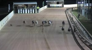 This was one hell of a cheeky rabbit at Ballarat tonight 🙈 | THE GREYHOUND GIRL