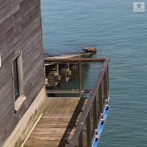 30K views · 258 reactions | "That is massive!" A walrus referred to as Wally by his fans, rested on a slipway on the coast of Tenby, Wales, delighting onlookers. https://abcn.ws/39KfCT4 | ABC News | Facebook