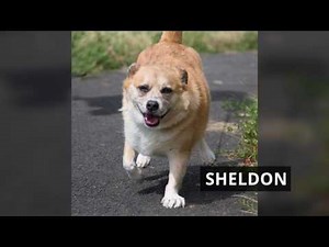 Portland-area pets for adoption July 18