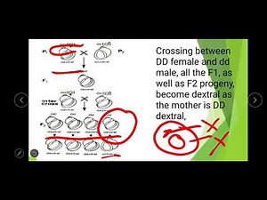 Extrachromosomal inheritance