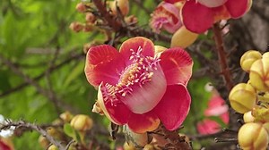 「大砲木、サラの木。ショレアの花。」の動画素材（ロイヤリティフリー）3895926583 | Shutterstock