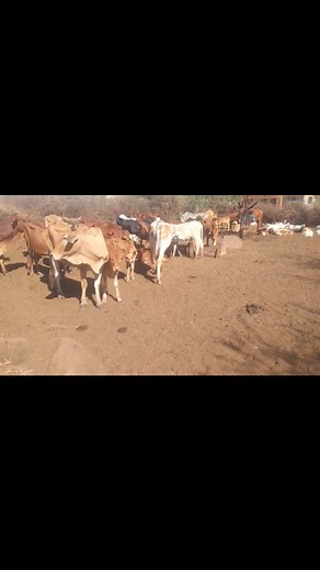 🐄🐐 The Mooing, the Bleating — a Cry for Food 💔 The mooing, the bleating, the hue and cry, all for food. Our dear animals are crying out, communicating their hunger, pleading for help we can no longer provide. Everything has been depleted. They look to us with hope, asking us to act on their behalf and ease their suffering. Perhaps we’ve underestimated their need, even for a moment. But how much more crying must we hear before we respond? We have a choice, to ignore their plea, or to listen an