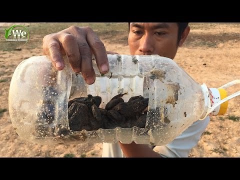 How To Catch Frog With Plastic Bottle