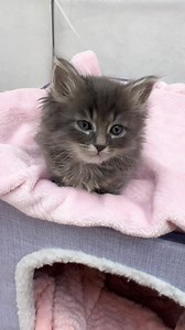 21K views · 2.9K reactions | Time for bed Bluebird ️ . #birdie_kittens | Foster Kitten Tails | Facebook