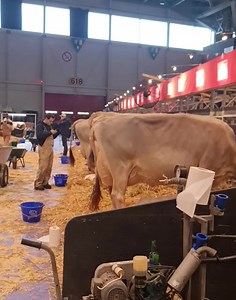 12K views · 412 reactions | @swiss_expo working for good cows. | Braunvieh Schweiz | Facebook