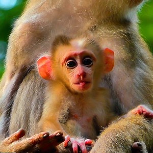 1.3K views · 4 comments | Tiny Baby Leo Look So Weak And Not Healthy Because Mother Don't Have Enough Milk For Him | Discovery TV | Facebook