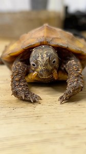 17K views · 573 reactions | E.T the extraordinary turtle, enjoying a mealworm snack ! Male black-breasted leaf turtle (Geoemyda spengleri). • #reptile #reptiliatus #cute #turtle #turtlesofinstagram #pet #leafturtle #blackbreastedleafturtle #turtles #geoemydaspengleri #reptilesofinstagram #reels #viral #instagram #petsofinstagram #learnoninstagram #animal #animals #adorable | Reptiliatus | Facebook