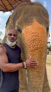 Chillin With The Elephants 🐘 In Pattaya, Thailand