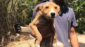 "My name is Jeera and I have something I need to get off my chest. I was recently told I was too friendly and go-lucky to be a guard-dog, woof! I guess I wasn’t the chain-me-up and attack the neighbor type they were hoping for (not that they asked), so they dumped me. Now jobless, I’m back at Peepal Farm until I sniff out my new home, hopefully with people who love evening strolls, or even a movie night if you’re feeling a flick - crossing my paws! I don't mind leaving that house. They didn't fe