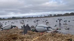 View from the blind >> | Heartland Lodge Hunting