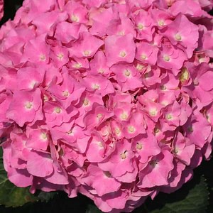 Cityline® Berlin Mophead Hydrangea - Grown By Overdevest