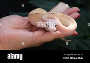 Baby ball python Puma Pastel morph in a woman's hand Stock Video Footage - Alamy
