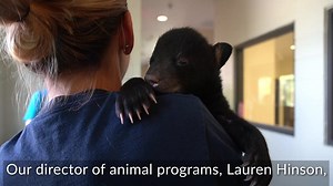 Brody the Florida black bear was VERY happy to see his surrogate "mom," our director of animal programs, recently! In honor of #internationalbearday, we wanted to share this behind-the-scenes footage with you! If you'd like to celebrate International Bear Day, we will have some bear-y special activities this weekend! | Brevard Zoo