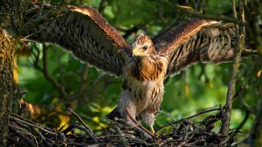 Common Buzzard Chick Learning to Fly ~ Buteo buteo 🪶