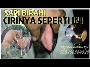 cow in heat, the characteristics are like this