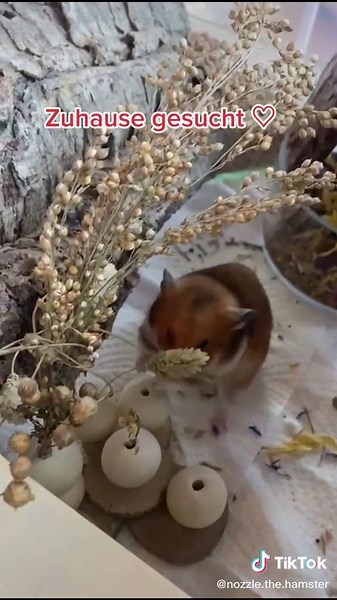 nozzle.the.hamster on TikTok
