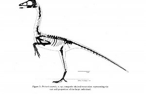 Protoavis - Alchetron, The Free Social Encyclopedia