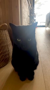 21K views · 625 reactions | The weather frigid as it is in Halifornia, our pussies are warm indoors and sitting out the threatened storm. Wherever you are - stay safe. The prospects look pretty dire. The ice man (or lady) cometh. Apparently… We're hunkered down cooking for a twelve strong dinner soiree, so we ain't going anywhere... P dot S - cheers to Lodge Construction for snow clearance ahead of our arrival... | Colin and Justin | Facebook