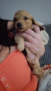 6.2K views · 476 reactions | Gorgeous Oakley loves kisses and cuddles! Check out that little rudder!!! Love his little milk mowhawk at the end 藍藍藍 | 피필피ℝ픸핃픻픸핏 픻픸ℂℍ핊ℍ핌ℕ픻핊 | Facebook