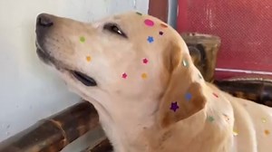 The award for best dog goes to... this patient (and stylish) pup! | USA TODAY Video