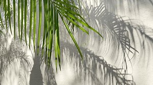 Palmiers et extérieur de la maison : vidéo de stock (100 % libre de droit) 1108474525 | Shutterstock